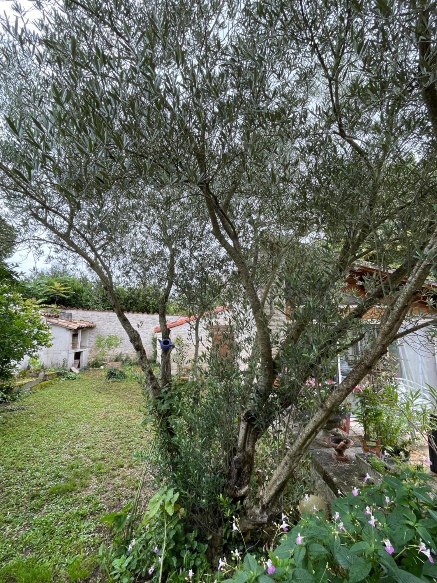 Sous L Olivier Apartman Tusson Kültér fotó